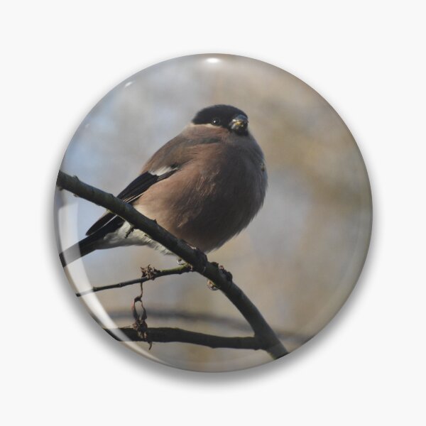 Item preview, Portrait of a female bullfinch designed and sold by Alison Stevens.