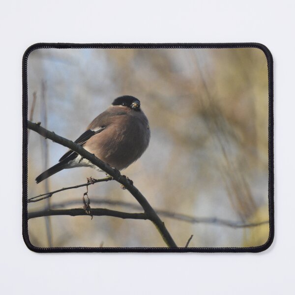 Item preview, Portrait of a female bullfinch designed and sold by Alison Stevens.