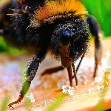 Artwork thumbnail, Bee wise by Ribster13