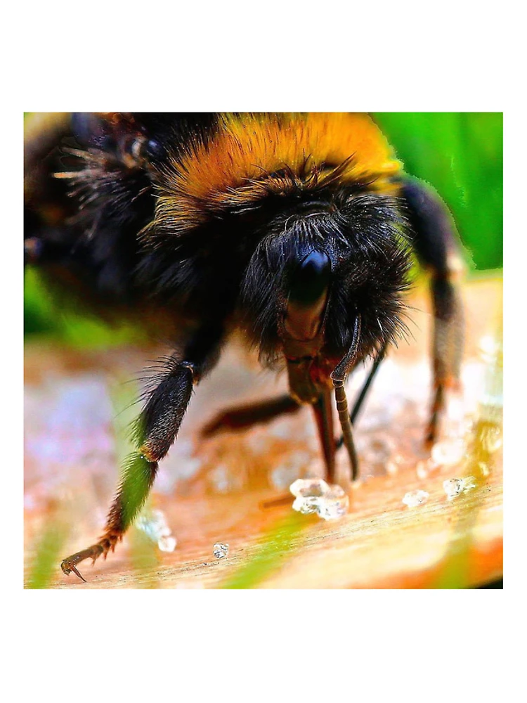 Thumbnail 4 of 4, iPhone Case, Bee wise designed and sold by Ribster13.