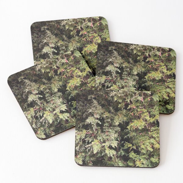 Item preview, Eastern Arborvitae at Night  designed and sold by CJRPics.