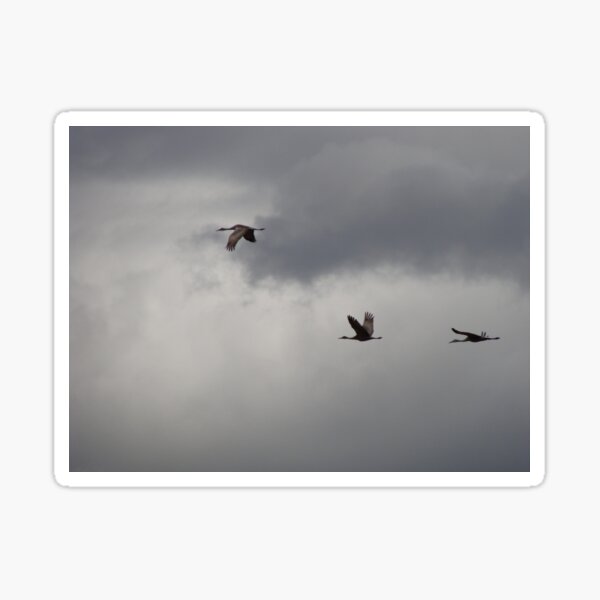 Item preview, Trio of Sandhill Cranes in Flight (Antigone canadensis) designed and sold by TheNatureNerd.