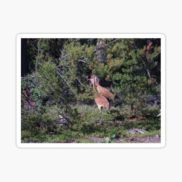 Item preview, Pair of Sandhill Cranes (Antigone canadensis) designed and sold by TheNatureNerd.
