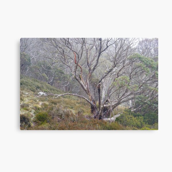 In the Mist Metal Print