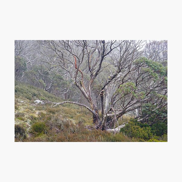 In the Mist Photographic Print
