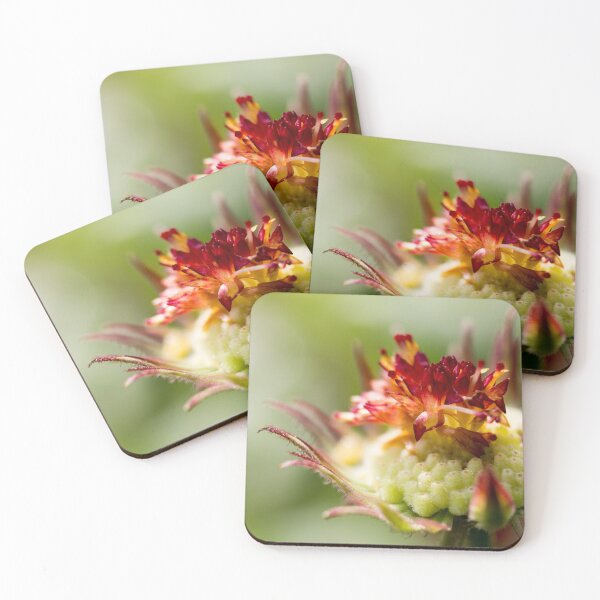 Item preview, Calendula photography  designed and sold by 2BeSam.