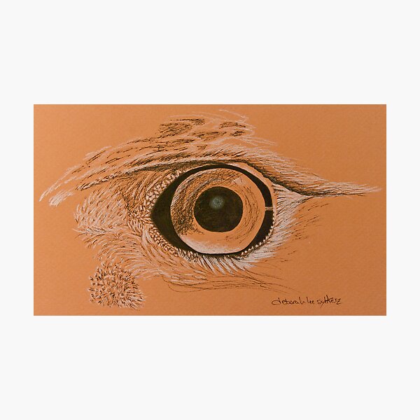 Hawk Photographic Print