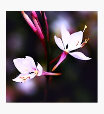 Colour Of Life XVII Photographic Print