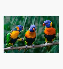 Red-Collared Lorikeet IV Photographic Print