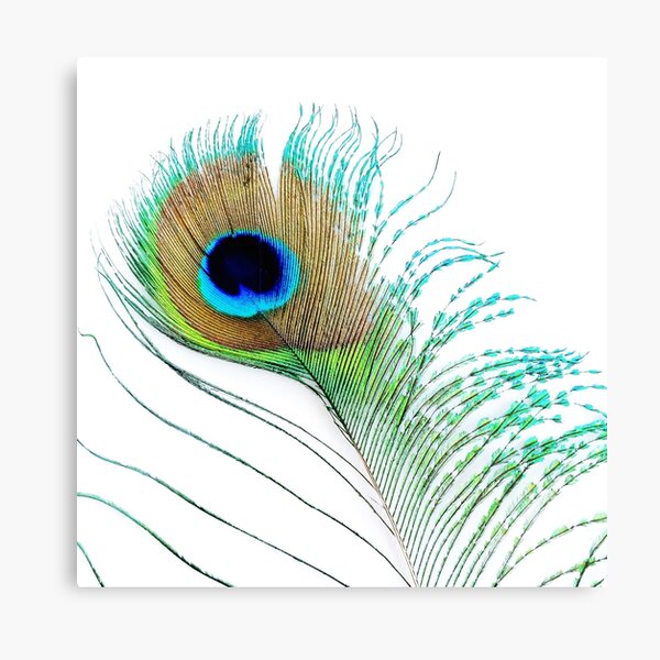 Item preview, Peacock Feather (No 1) Peacock Tail Feather designed and sold by CLManey.