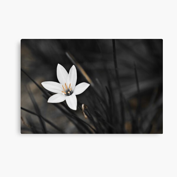 White on black flower Canvas Print