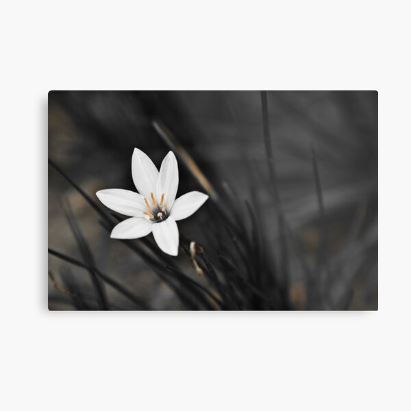 White on black flower Metal Print