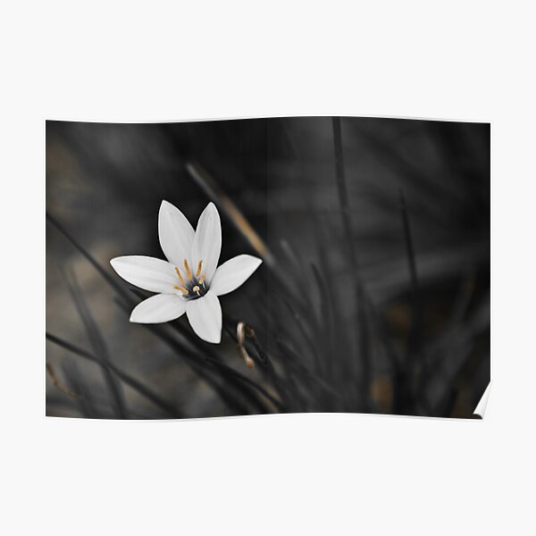 White on black flower Poster