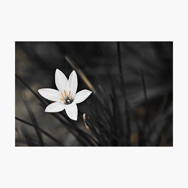 White on black flower Photographic Print