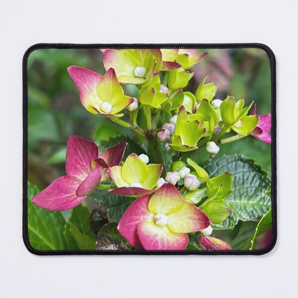 Item preview, Hydrangea Buds From Garden In Peru designed and sold by peaches23.
