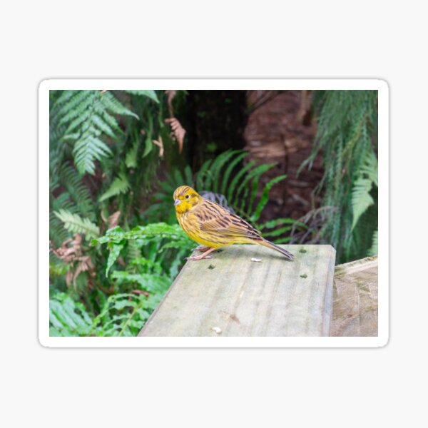 Item preview, Little Bird On The Railing designed and sold by Michael McGimpsey.
