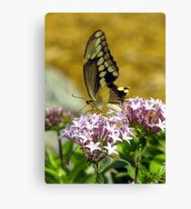 Arnolds Butterfly Canvas Print