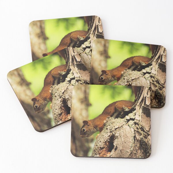 Item preview, Downward-Facing Squirrel Clings to Peeling Bark on Tree designed and sold by CountyKent.