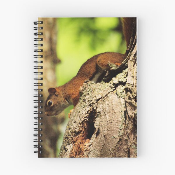 Item preview, Downward-Facing Squirrel Clings to Peeling Bark on Tree designed and sold by CountyKent.