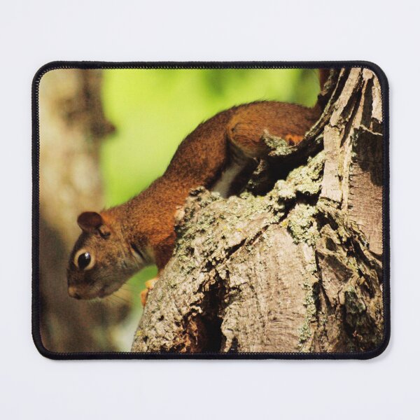 Item preview, Downward-Facing Squirrel Clings to Peeling Bark on Tree designed and sold by CountyKent.