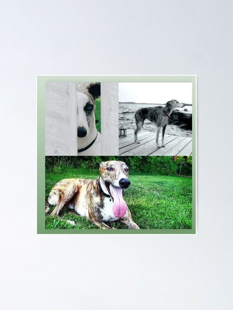 Thumbnail 1 of 3, Poster, Good Dogs designed and sold by Ruth Day.