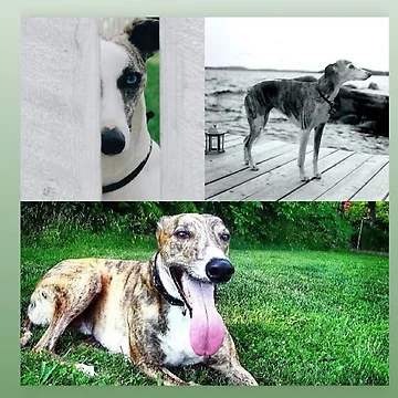 Artwork thumbnail, Good Dogs by Ruth Day