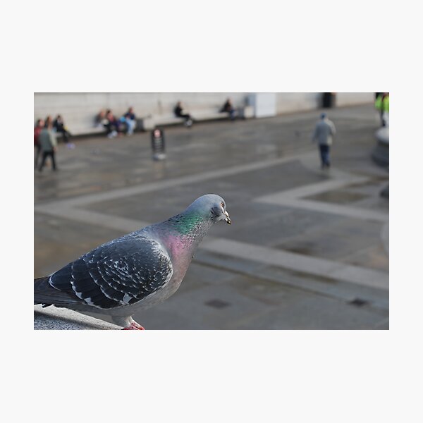Pigeon Observer Photographic Print