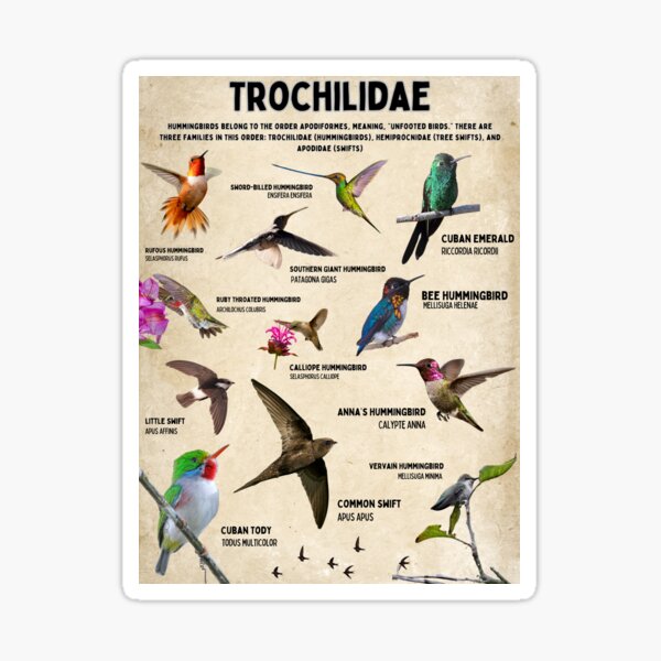 Item preview, Trochilidae Hummingbirds bird family vintage scientific poster designed and sold by wesleykshaver.