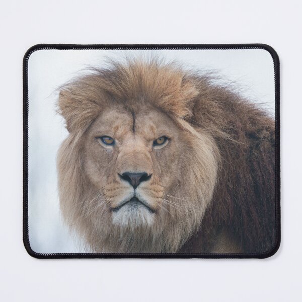 Item preview, The Fierce Gaze of a Male Lion in Focus designed and sold by rawshutterbug.