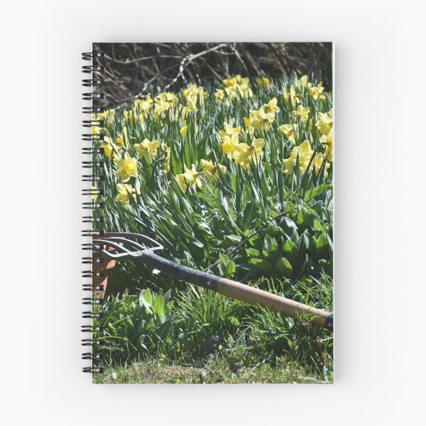 Item preview, Daffodils in bloom in the garden designed and sold by Claude Laprise.