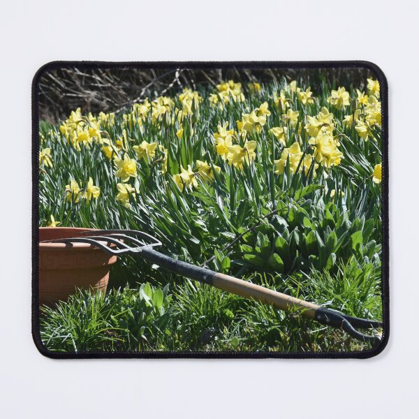 Item preview, Daffodils in bloom in the garden designed and sold by Claude Laprise.