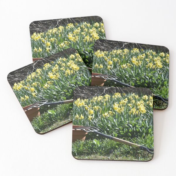 Item preview, Daffodils in bloom in the garden designed and sold by Claude Laprise.