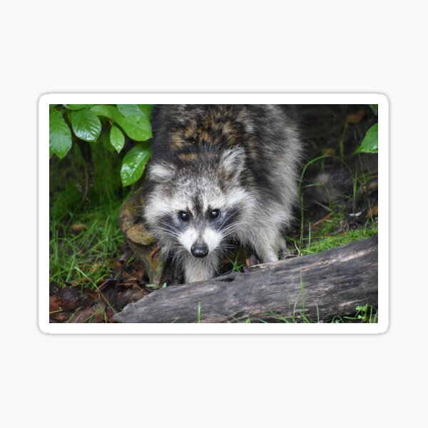 Item preview, Daily Visitor designed and sold by Tonia Delozier's Photography .