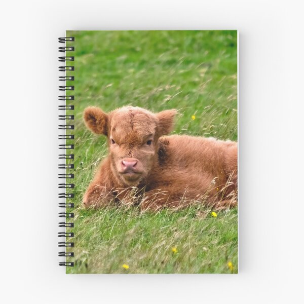 Item preview, Highland Cow Calf designed and sold by derekbeattie.