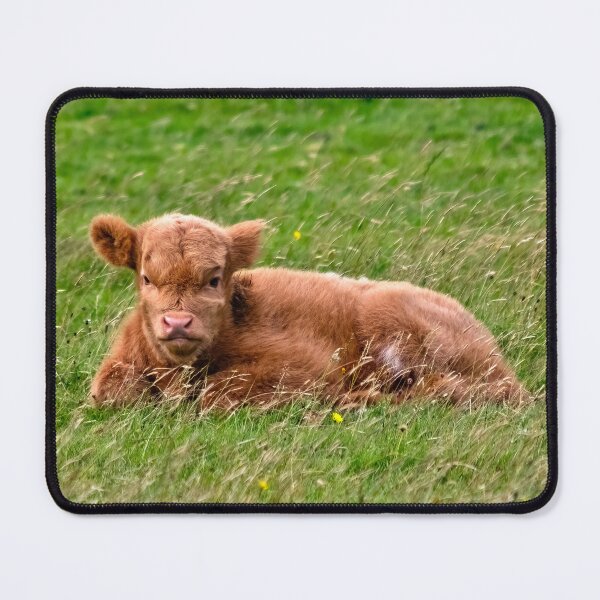 Item preview, Highland Cow Calf designed and sold by derekbeattie.