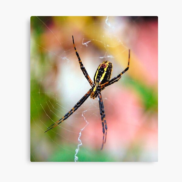 Item preview, Spider in Its Web Against Colorful Garden Background designed and sold by CountyKent.