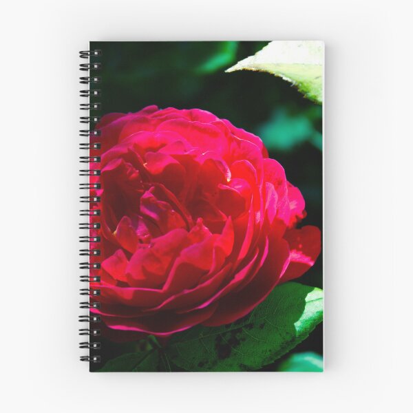 Item preview, A beautiful Red Rose on a blurred background  designed and sold by SilentlyRob668.