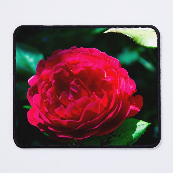 Item preview, A beautiful Red Rose on a blurred background  designed and sold by SilentlyRob668.