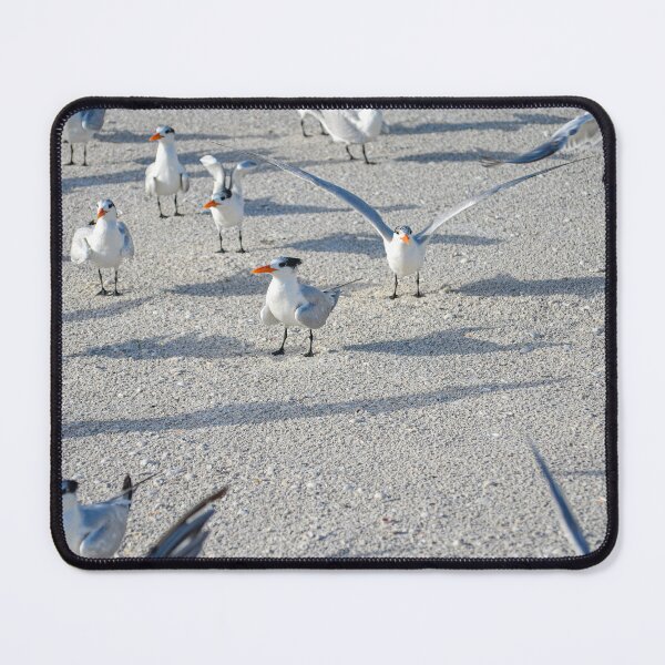 Item preview, Royal Terns designed and sold by Craig Bernstein.