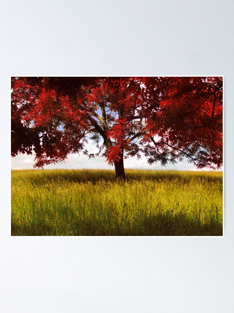 Thumbnail 1 of 3, Poster, The Red Tree designed and sold by believer9.