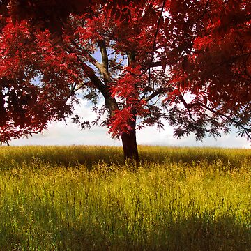 Artwork thumbnail, The Red Tree by believer9