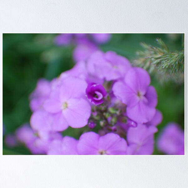 Item preview, center focus on phlox  designed and sold by Michelle BarlondSmith.