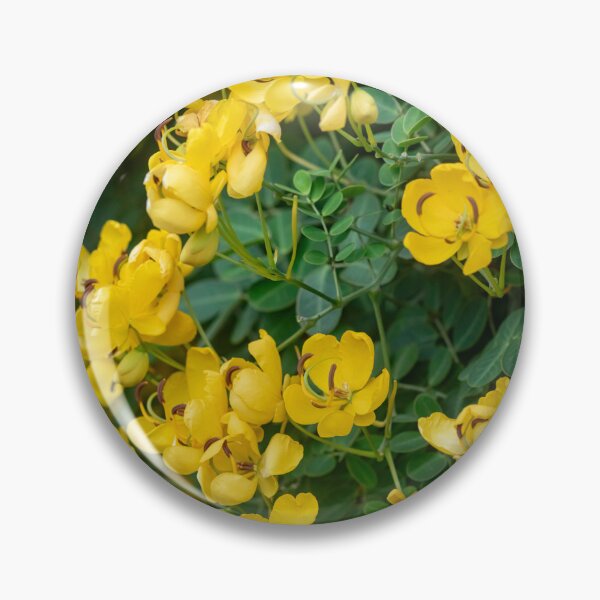 Item preview, Cassia Tree Cassia fistula X111 designed and sold by RichFrancoCars.