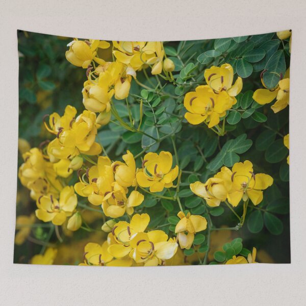 Item preview, Cassia Tree Cassia fistula X111 designed and sold by RichFrancoCars.