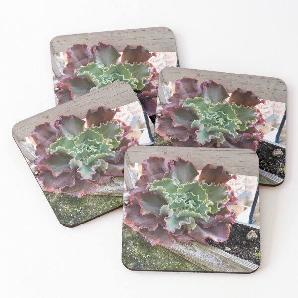 Item preview, Rare Succulent with Curly Leaves designed and sold by Quoppidou.