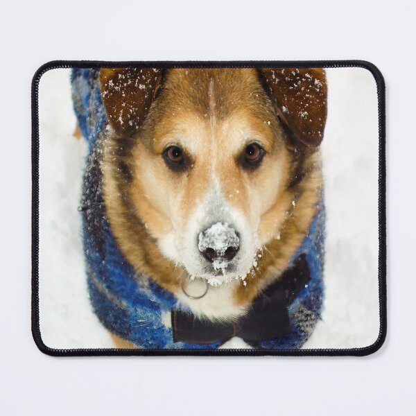 Item preview, Adorable Andy with snow on his nose designed and sold by ncNatureVisions.