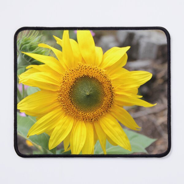 Item preview, Sunflower designed and sold by Russell-art88.