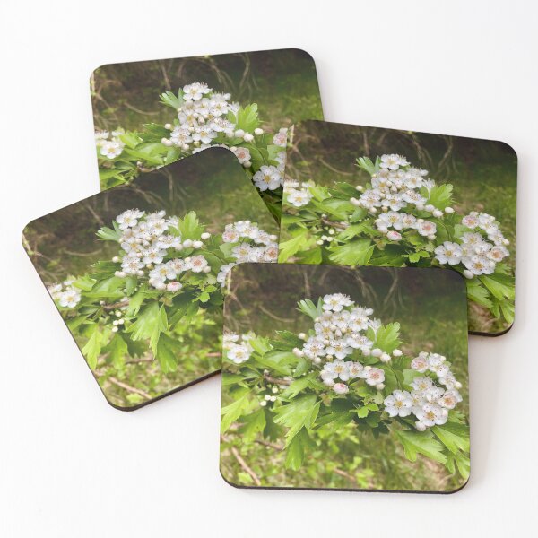 Item preview, white hawthorn flowers in bloom designed and sold by Quoppidou.