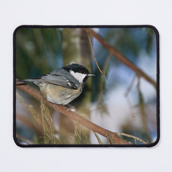 Item preview, Coal Tit spruce and snow designed and sold by Jouko Lehto Photography.