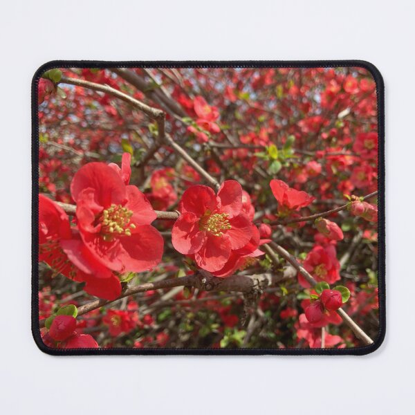 Item preview, Japanese Quince designed and sold by Rustburn.